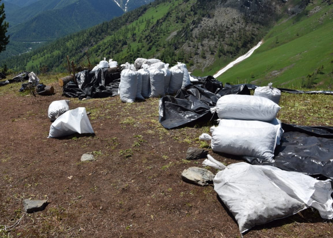 Майя Загорская: в Республике Алтай ведется незаконная добыча растений, занесенных в Красную книгу